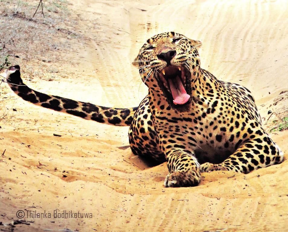 Отель Mahoora Wilpattu - By Eco Team Экстерьер фото