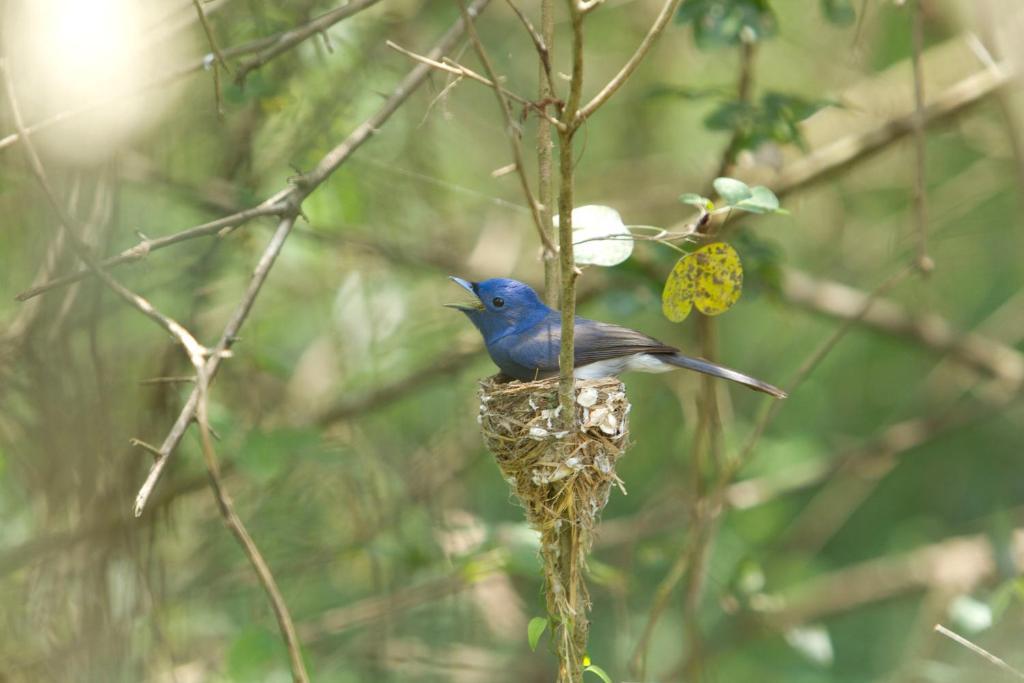 Отель Mahoora Wilpattu - By Eco Team Экстерьер фото