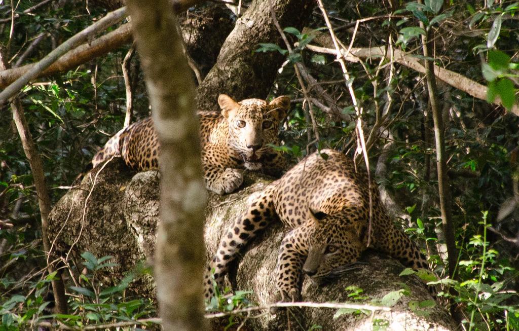 Отель Mahoora Wilpattu - By Eco Team Экстерьер фото