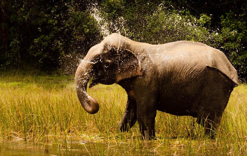 Отель Mahoora Wilpattu - By Eco Team Экстерьер фото