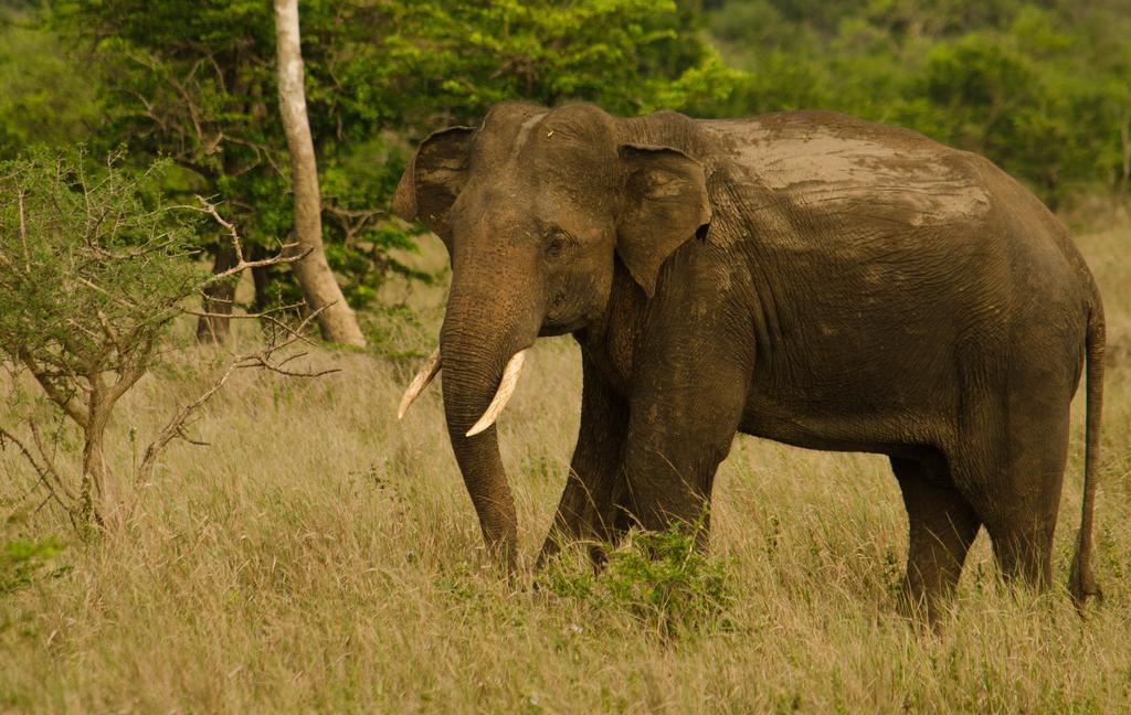 Отель Mahoora Wilpattu - By Eco Team Экстерьер фото