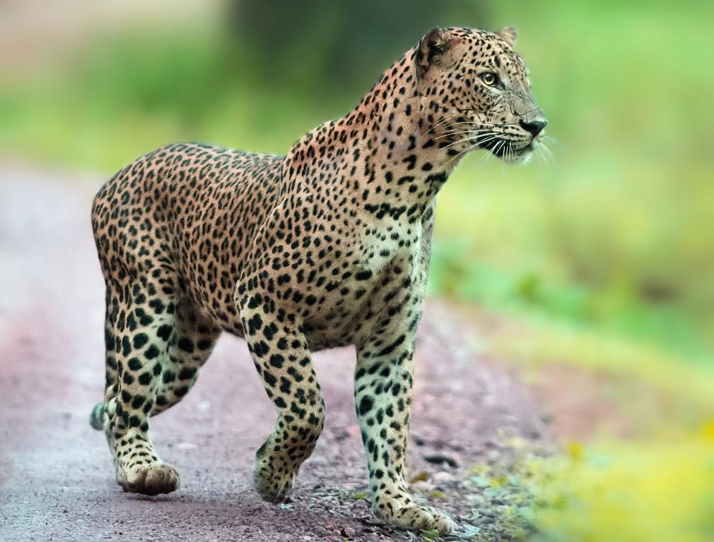Отель Mahoora Wilpattu - By Eco Team Экстерьер фото