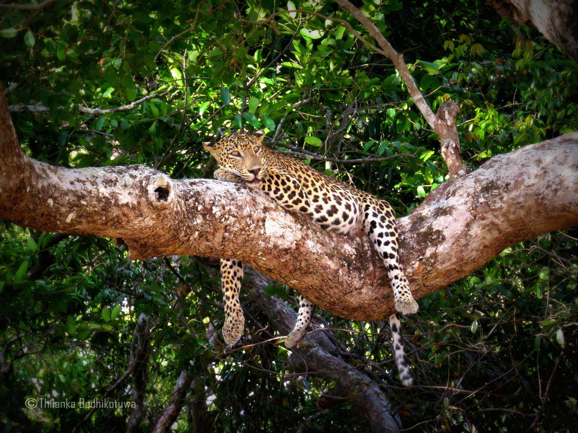 Отель Mahoora Wilpattu - By Eco Team Экстерьер фото