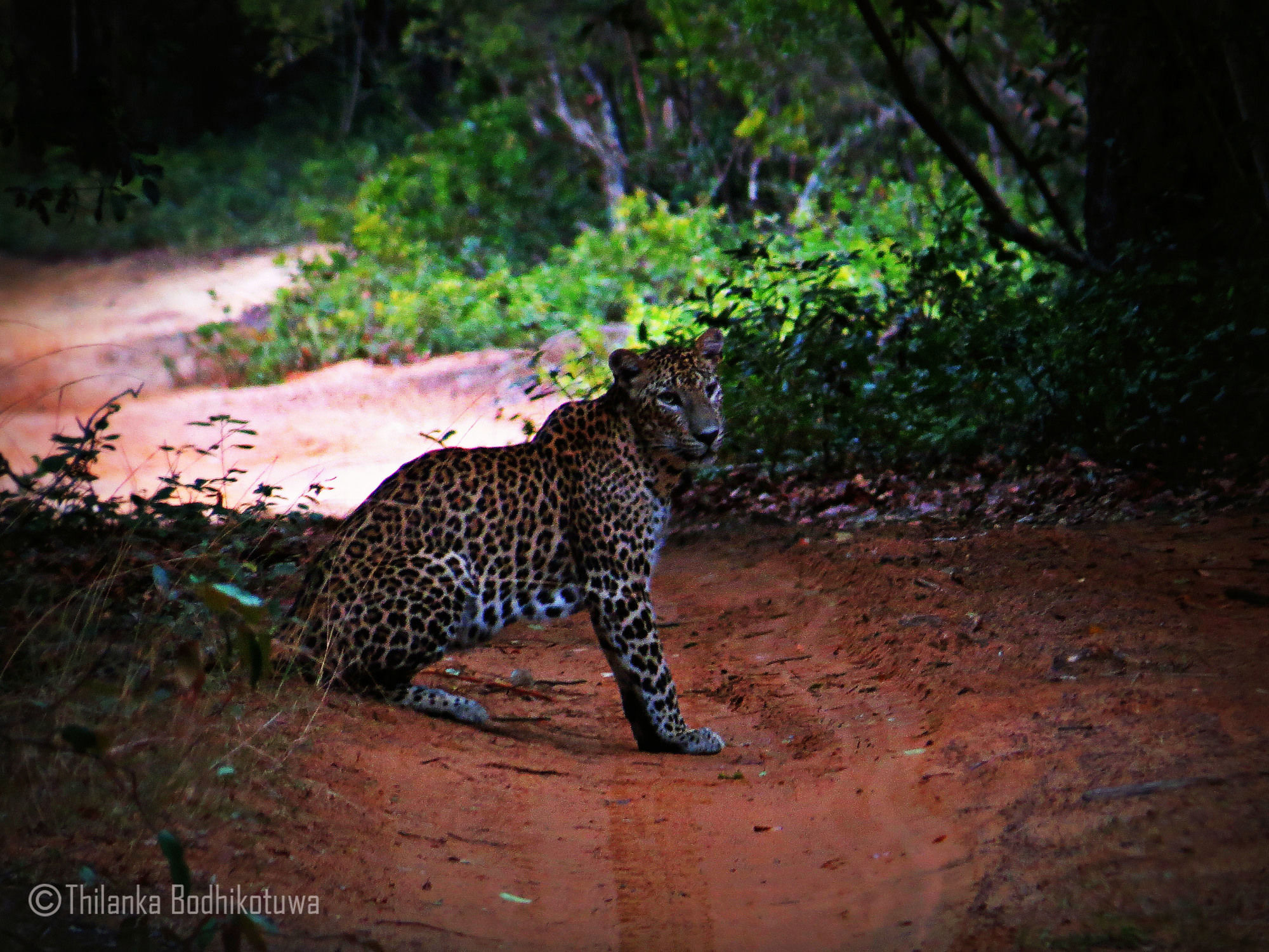 Отель Mahoora Wilpattu - By Eco Team Экстерьер фото