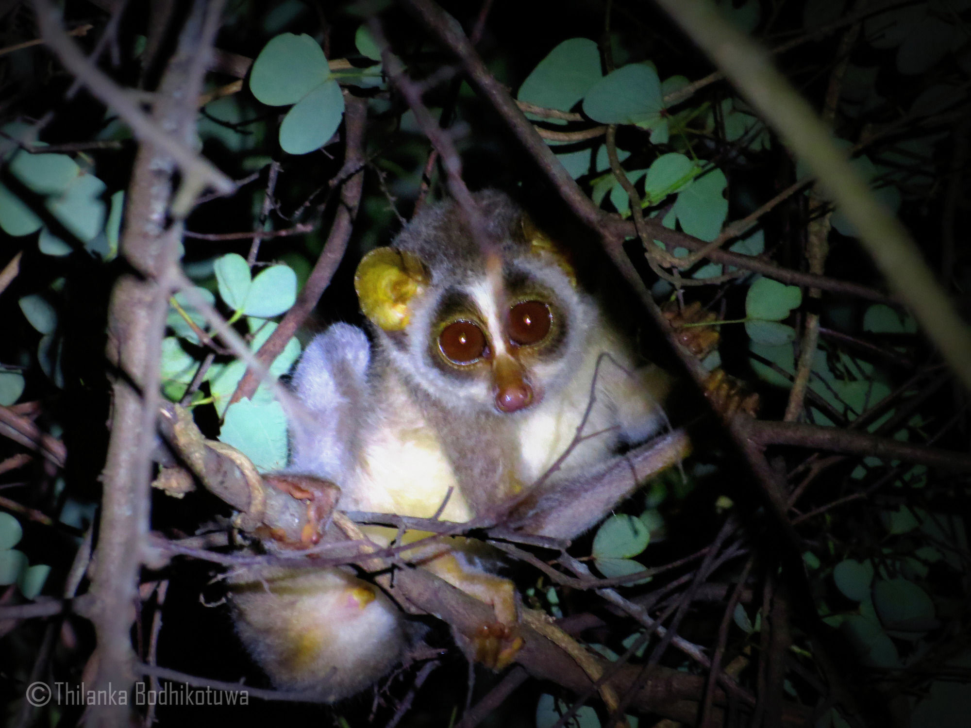 Отель Mahoora Wilpattu - By Eco Team Экстерьер фото