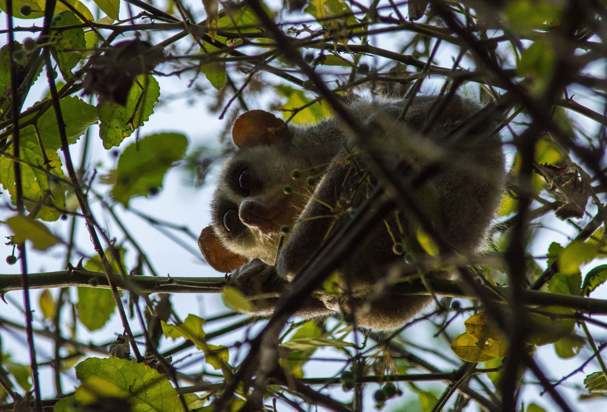 Отель Mahoora Wilpattu - By Eco Team Экстерьер фото